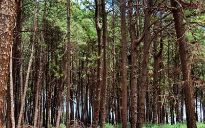 CNJ recomenda protocolo para julgamentos de ações de danos ambientais*